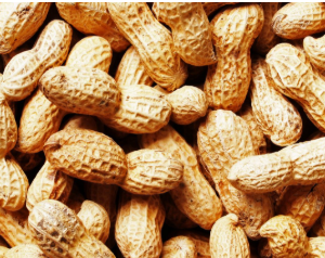 Fresh Groundnut