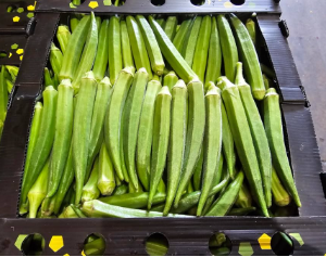 Okro