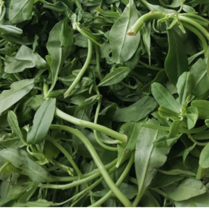 Waterleaf