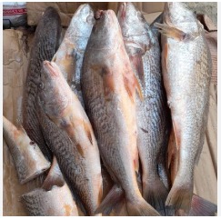 Croaker Fish