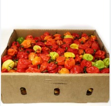 Hot Pepper Spanish Red 4kg