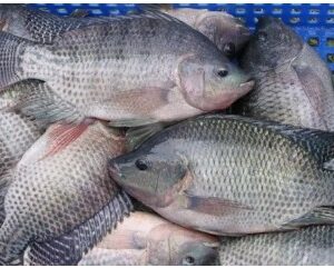 Tilapia