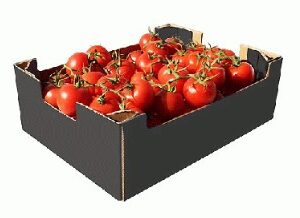 Vine Tomatoes