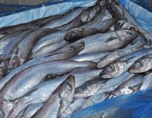 Whiting Fish Mkpala Fish