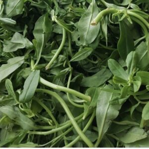 Waterleaf